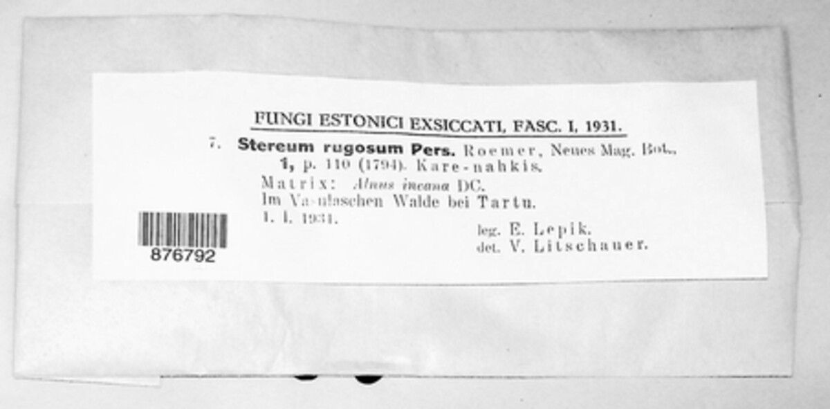 Stereum rugosum image